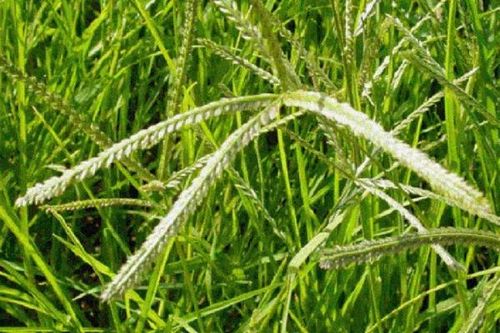 Cỏ mần trầu - thuốc lương huyết, thanh nhiệt giải độc