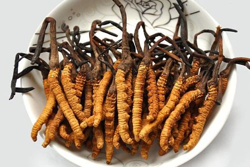 Đông trùng hạ thảo tăng cường sinh lý cho nam giới
