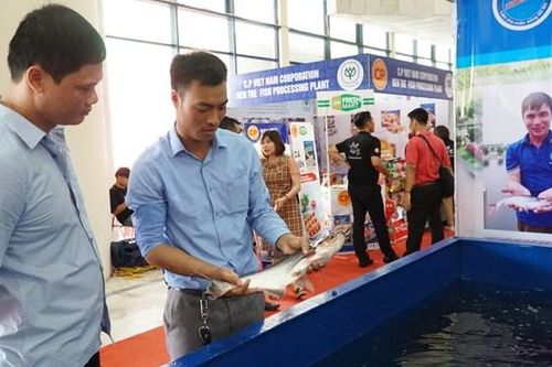 Quay lại thị trường nội