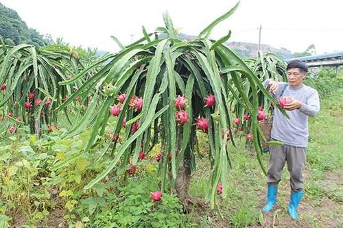 Xây dựng vùng chuyên canh thanh long