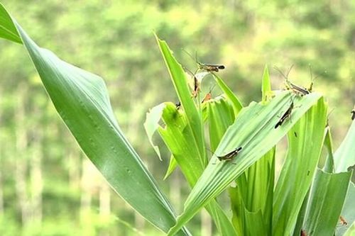 Chủ động phòng trừ châu chấu