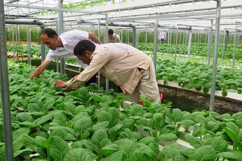 Liên kết sản xuất nông nghiệp hàng hóa ở TP Lai Châu