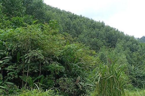 Có hay không việc Công ty Lâm nghiệp Bắc Kạn phá rừng phòng hộ?