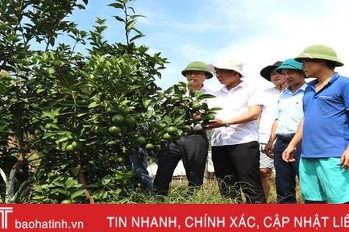 Khám phá trang trại cam Khe Xai ở vùng thượng Kỳ Anh