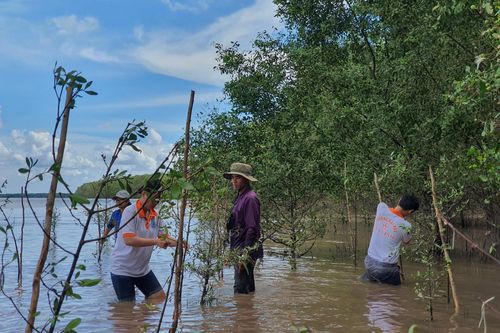 Việt-Hàn chung sức phục hồi rừng ngập mặn tại tỉnh Trà Vinh