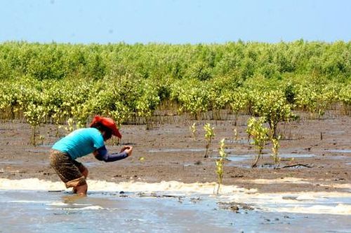 Giới trẻ nhiệt tình tham gia nuôi rừng ngập mặn Cà Mau