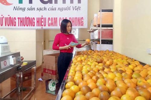 'Bông hoa xứ Mường' làm giàu từ trái cam