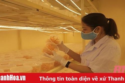 Ứng dụng công nghệ cao vào sản xuất nấm đông trùng hạ thảo ở Hội Làm vườn và Trang trại
