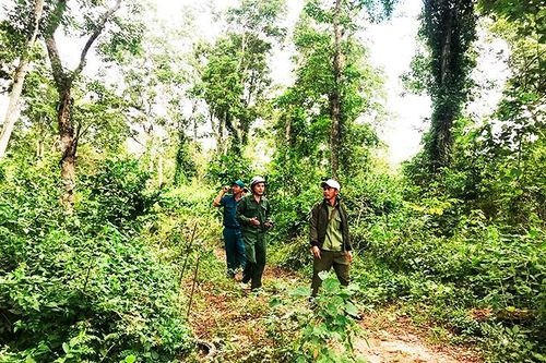 Rừng căm xe Ninh Tây đã tạm yên