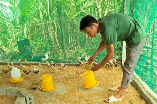 Hỗ trợ 5.000 con gà giống và 10 tấn cám cho thanh niên lập nghiệp