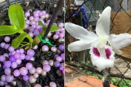 Lời thú nhận gây sốc về lan phi điệp đột biến