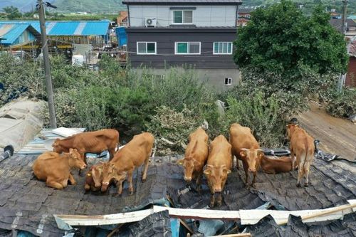 Mưa lớn gây lũ lụt nặng ở Hàn Quốc, đàn bò mắc kẹt trên mái nhà