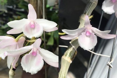 Mua lan Phi điệp đột biến tiền tỷ, nhiều người nếm 'trái đắng'?