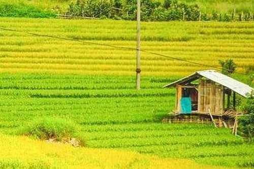 Sa Pa quyến rũ mùa lúa thay màu!