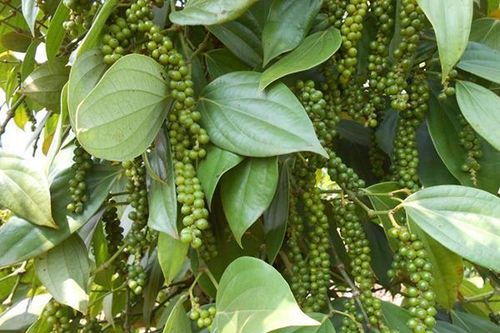 Giá cà phê hôm nay (11/8) đồng loạt giảm 100 đồng/kg, hồ tiêu tăng nhẹ