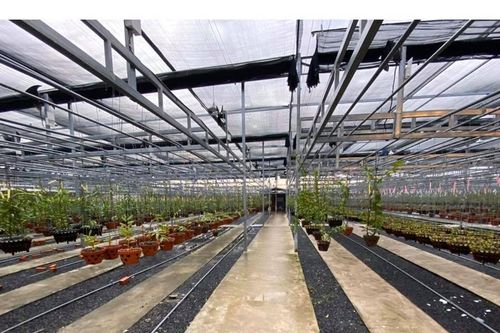 Giải mã hiện tượng hoa lan đột biến có giá trị hàng chục tỉ đồng