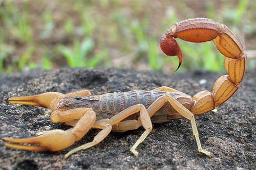 10 loại độc dược dùng để cứu người
