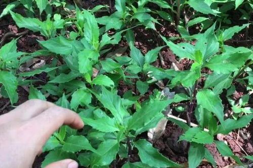 Loại rau mọc hoang trên rừng trở thành món ngon ở nhà hàng và nhiều gia đình