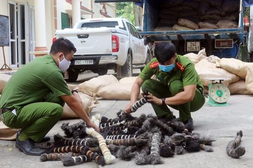 Bát Xát: Thu giữ trên 6 tấn lông gia súc không rõ nguồn gốc