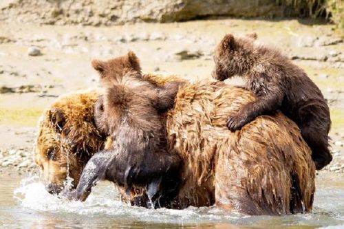 Gấu con bám chặt lưng mẹ để qua sông