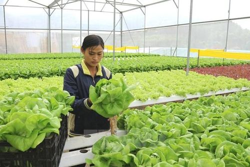 Lao động thời vụ sang Hàn Quốc, cẩn trọng tránh sập 'bẫy' môi giới