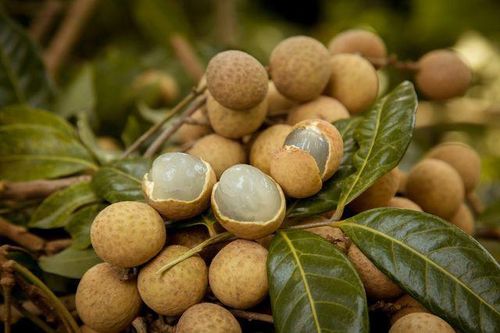 Nhãn được mùa, mất giá