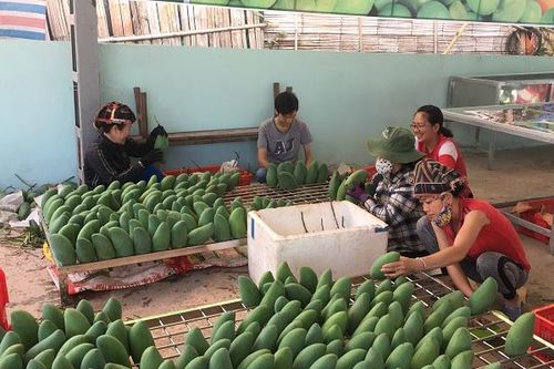 Đặc sản miền núi Việt Nam ghi dấu trên bản đồ thực phẩm thế giới