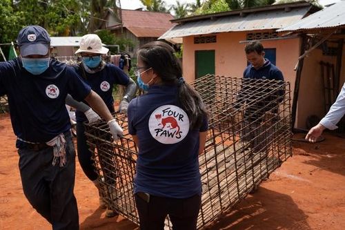 Four Paws đóng cửa một lò mổ cung cấp thịt chó lớn ở Campuchia