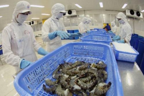Dự báo, năm 2020 xuất khẩu tôm sang Trung Quốc tăng khoảng 7%