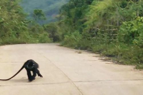 Đàn Voọc gáy trắng cắn trọng thương 3 người đi đường