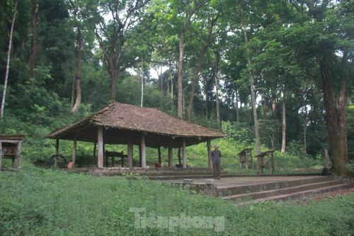 Kỳ lạ rừng lim trăm tuổi của người Cao Lan