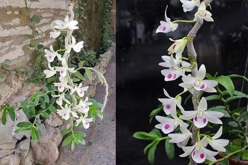 '90 tỷ đồng cho một giò lan đột biến không có gì là kinh khủng'