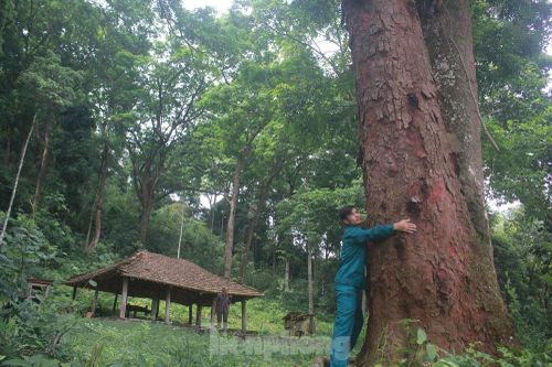 Cận cảnh khu rừng lim lạ 'trăm năm' tuổi ở Bắc Giang