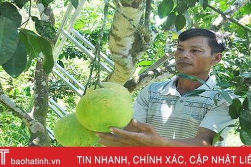 Đặc sản bưởi Phúc Trạch Hà Tĩnh vào mùa