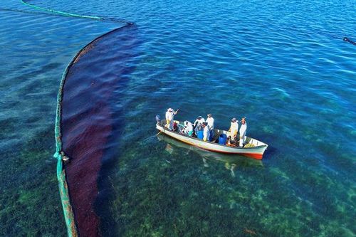 Thảm họa tràn dầu đe dọa nghiêm trọng sinh thái biển Mauritius
