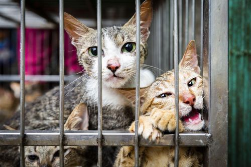 Vấn nạn từ đặc sản 'Tiểu hổ'