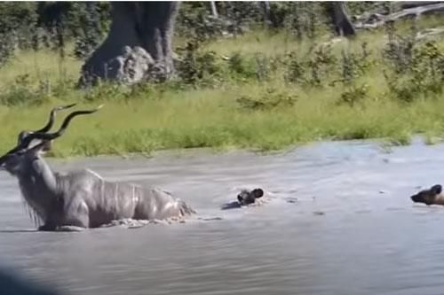 CLIP: Đàn chó hoang 'uống no nước' khi tấn công linh dương vằn Kudu