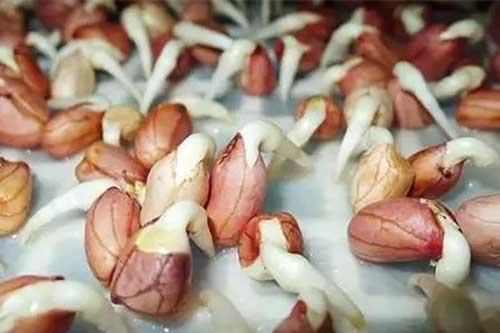 Hướng dẫn cách trồng rau mầm lạc tươi ngon, đơn giản tại nhà