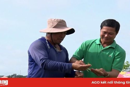 Nâng giá trị hạt nếp Phú Tân