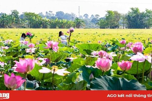 Trồng sen vụ hè thu cho hiệu quả cao