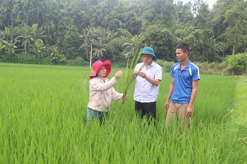 Nông dân chủ động phòng, trừ sâu bệnh hại lúa