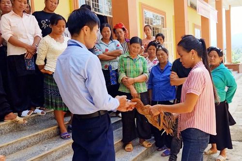 Văn Bàn: 80 hộ hội viên phụ nữ được hỗ trợ ngan giống, lợn giống