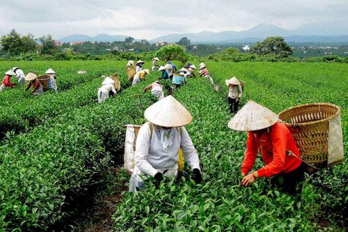 Phát triển Di Linh bền vững, đạt chuẩn nông thôn mới