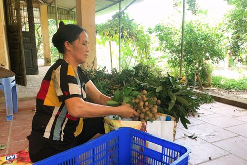 Hỗ trợ, tháo gỡ khó khăn cho trái nhãn trong mùa dịch Covid - 19