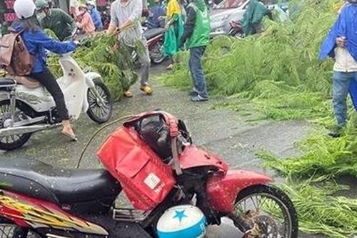 Cây phượng bật gốc đổ vào dòng phương tiện trong cơn mưa