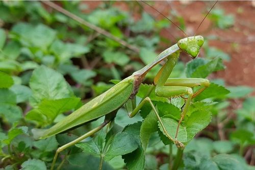 Phát hiện loài bọ ngựa mới cực lớn ở Việt Nam