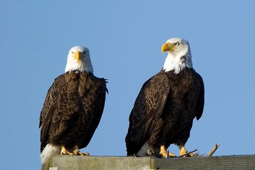 Trích 'Giết con chim nhại', thẩm phán buộc TT Trump bảo vệ loài chim