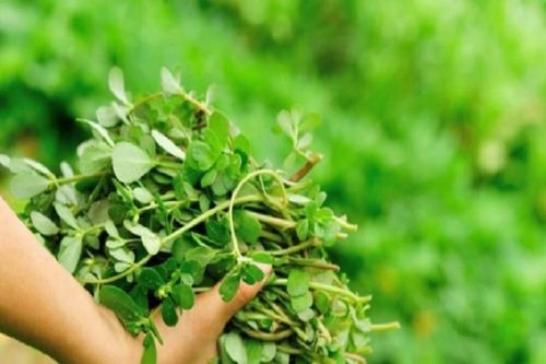 Thường xuyên ăn loại rau mọc dại này, bạn sẽ thấy điều kỳ diệu