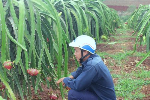 Nông dân Đắk Lắk điêu đứng vì thanh long rớt giá còn 2.000 đồng/kg