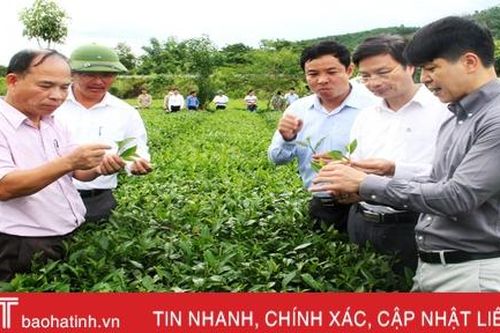 Những sản phẩm OCOP ở Hương Sơn đặc sắc, phát triển có chiều sâu